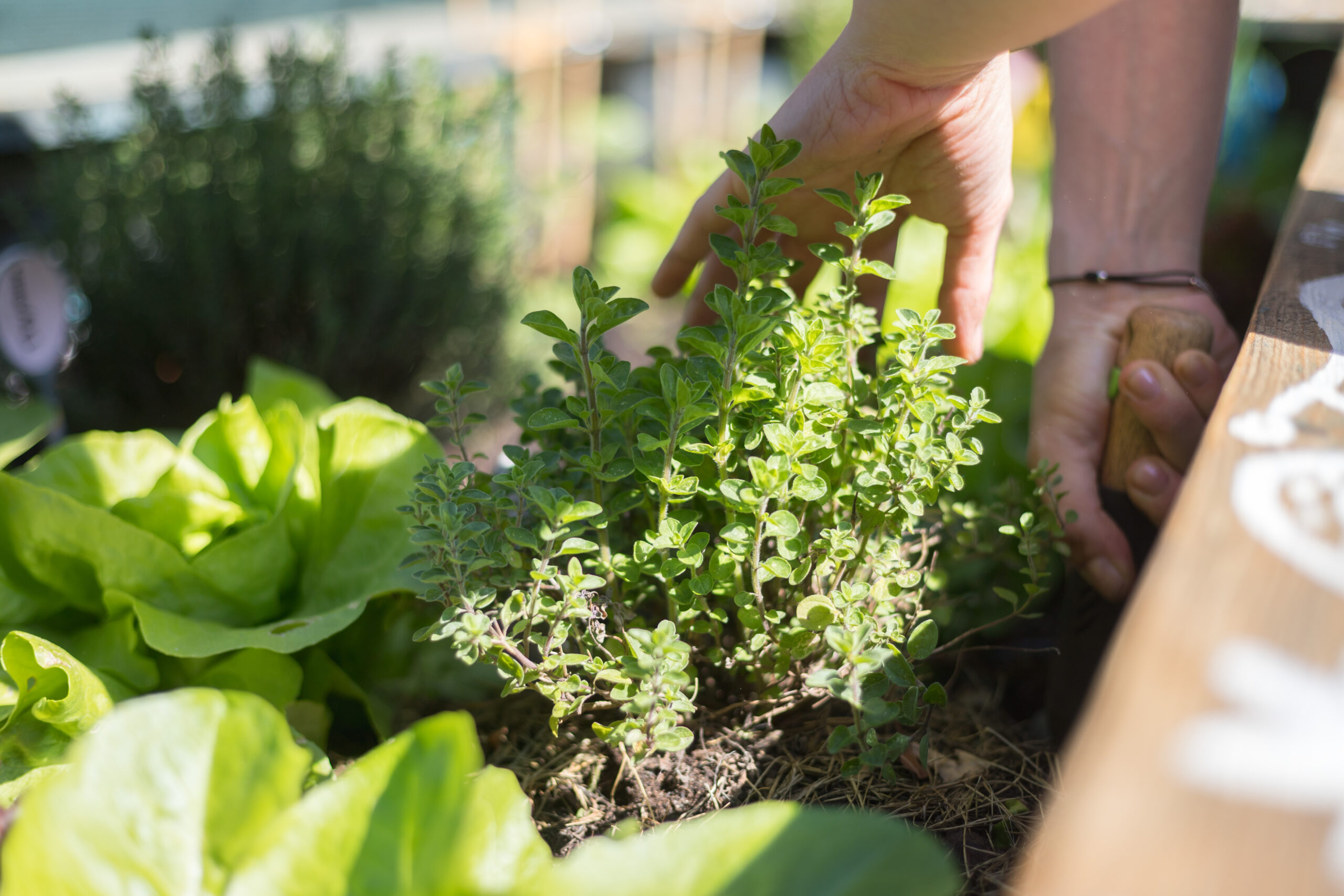 urban gardening: planting fresh vegetables and herbs on fruitful